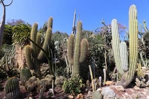 le cactus est grand et épineux cultivé dans le parc de la ville. photo