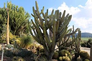 le cactus est grand et épineux cultivé dans le parc de la ville. photo