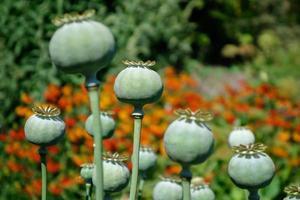 Les gousses du pavot à opium géant pionvallmo, papaver somniferum photo