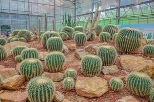 gros plan de cactus en serre au jardin botanique de la reine sirikit.ville de chiangmai en thaïlande. photo