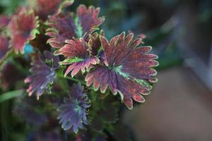 plectranthus scutellarioides ou arbre coleus. gros plan sur des feuilles exotiques vert-brun dans le jardin avec la lumière du matin. photo