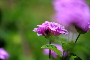 fleur de lantana camara avec espace de copie. photo