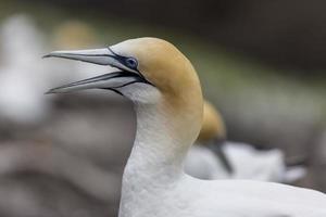 Gennet de Nouvelle-Zélande à muriwai, Nouvelle-Zélande photo