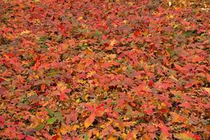 feuilles de chêne rouge du nord. tapis écologique d'automne. mise au point sélective. photo