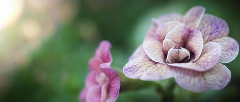 Les images en gros plan de la rose impattiens double sont des annuelles de jardin populaires. photo