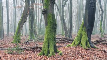 jour brumeux dans la forêt aux pays-bas, speulderbos veluwe. photo