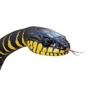 illustration 3d de serpent de mangrove photo