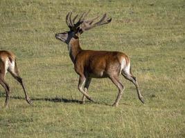 portrait de cerf européen en été pendant la course photo