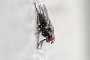 Etye détail de fly macro close up portrait isolated on white photo