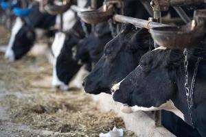 vaches noires et blanches à l'intérieur de la vue stable photo