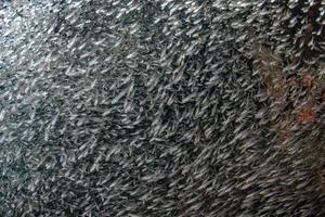 à l'intérieur de la boule d'appât géante de poissons en verre photo