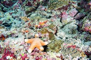 étoile de mer rouge accrochée au récif en papouasie indonésie photo