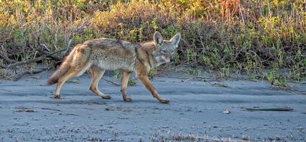 coyote sur le sable photo