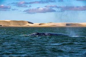 nez de baleine grise au coucher du soleil dans l'océan pacifique photo