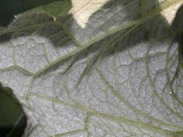 Feuille de ficus macro gros plan photo