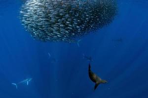 marlin rayé et lion de mer chassant dans une boule d'appâts à la sardine dans l'océan pacifique photo