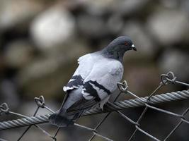 pigeon à cinque terre ligurie
