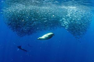 marlin rayé et lion de mer chassant dans une boule d'appâts à la sardine dans l'océan pacifique
