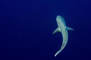 requin gris prêt à attaquer sous l'eau dans la vue bleue du haut photo