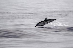 dauphins rayés en sautant dans la mer d'un bleu profond photo