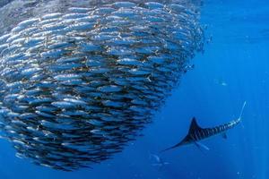 marlin rayé et lion de mer chassant dans une boule d'appâts à la sardine dans l'océan pacifique photo