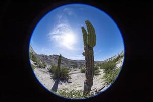 cactus du désert de basse californie photo