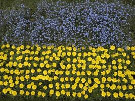 drapeau ukrainien fait de fleurs photo