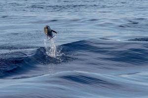 bébé dauphin nouveau-né en sautant dans la mer au coucher du soleil photo