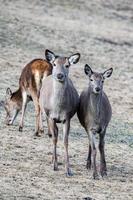 portrait de cerf rouge vous regardant photo