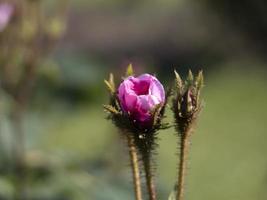 fleur rose gros plan macro photo