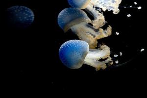 méduses isolées sur la mer noire gros plan photo