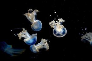 méduses isolées sur la mer noire gros plan photo