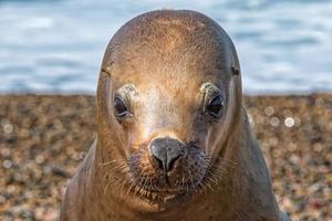 lion de mer sceau gros plan portrait vous regarde photo