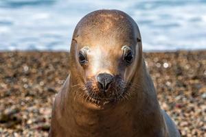 lion de mer sceau gros plan portrait vous regarde photo