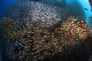 à l'intérieur de la boule d'appât géante de poissons en verre photo