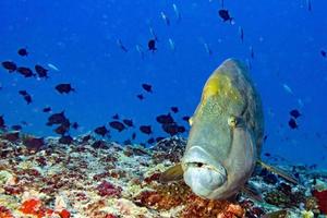 portrait sous-marin de poisson napoléon en gros plan aux maldives photo