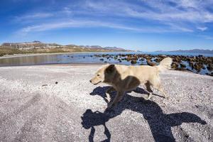 chien avec une silhouette d'ombre humaine comme un ancien dieu anubi photo