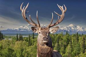 Red Deer mâle portrait vous regarde sur alaska denali mc kinley photo