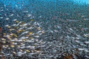 à l'intérieur de la boule d'appât géante de poissons en verre photo