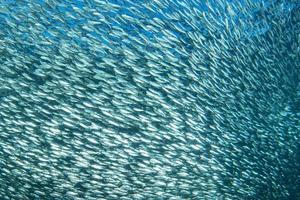 banc de poissons sardines sous l'eau gros plan photo