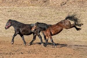 cheval heureux qui court et donne des coups de pied photo