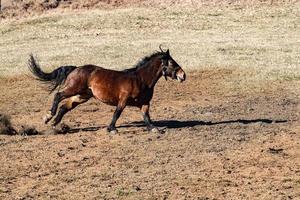 cheval heureux qui court et donne des coups de pied photo