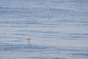 puffin cendré volant sur les vagues de la mer méditerranée au coucher du soleil photo