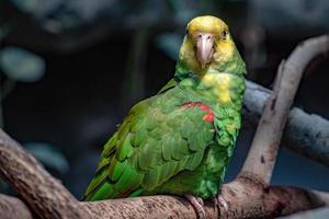 portrait de perroquet amazone à couronne jaune photo