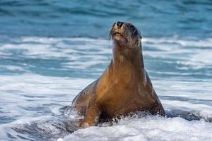 lion de mer sur la plage effet de flou de mouvement photo