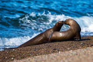 Bébé lion de mer nouveau-né sur la plage tout en s'embrassant photo