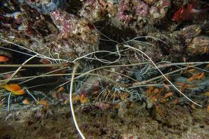 homard en chassant sous l'eau photo