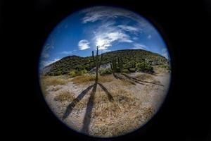 gros plan de cactus géant du désert de californie photo