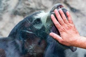 main sur la fenêtre avec un ours asiatique noir paresseux photo