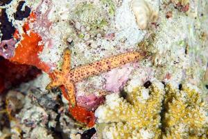 bras de repousse d'étoile de mer après que le prédateur les ait mangés photo